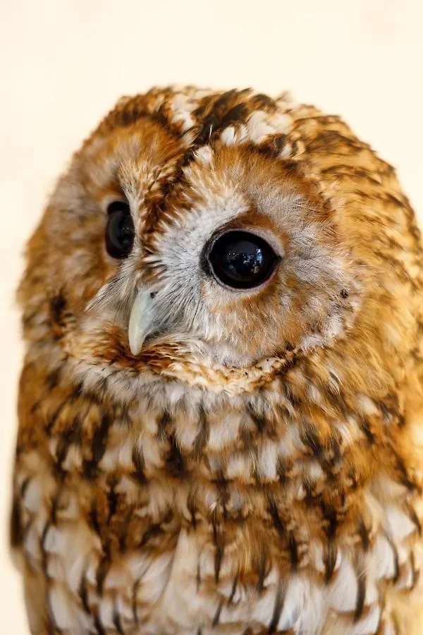 Hotel Owl Tokyo Nippori 0*,  Japón
