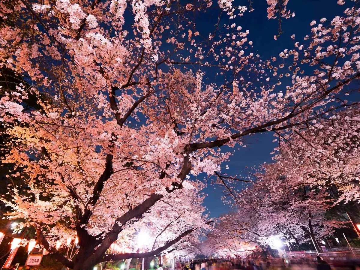 Hotel Owl Tokyo Nippori 0*,  Japonia